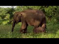 Elephant Steals Calf from Another Female | BBC Earth