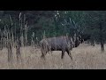 Bug bull elk pass up part 1