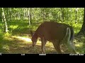 Game Trail Cam Videos - 2022 In Chronological Order - Near Nicolet National Forest in Wisconsin