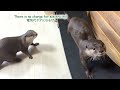 The Otter Suddenly Started Running in Cat Wheel [Otter Life Day 871]