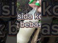 SOLUSI TERMUDAH ,JITU & CEPAT !!! Atasi pohon Anggur rusak jadi sehat subur kembali