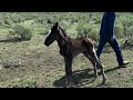 Part 2 first wild foal found of 2024