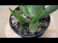 How to Grow Aloe Vera Anywhere in the World