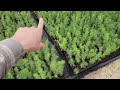 Touring a Wholesale Nursery: Seedlings, Cuttings, and Grafted Evergreen and Conifer Trees