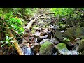 Babbling Brook - Relaxing Water sounds | Rainforest's Ambience