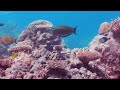 Ocean 4K - Sea Animals for Relaxation, Beautiful Coral Reef Fish in Aquarium (4K Video Ultra HD) #78