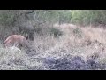 Hiena vs Leopardo Pelea Salvaje