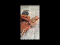 Bearded Dragon Breeding Red Project #1