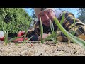 3 Spring Garlic Tips - Garden Quickie Episode 186