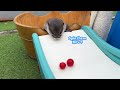 Otters Get Silly Playing with Cherries