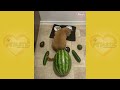 Cats VS. Cucumbers Compilation - Cats Scared of Cucumbers || PETASTIC 🐾