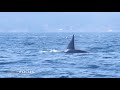 TOP TEN Killer Whale (Orca) Encounters Caught On Tape