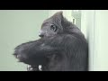 Ai appealing to Shabani, a room alone with him.  gorilla