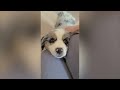 First 5 Days with our Australian Shepherd Puppy