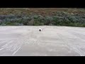 Bull Terrier struggles to climb