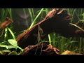 Altum Angelfish Biotope Inspired Aquarium