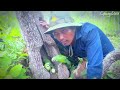Amazing video a man see parrots make a nest in a tree hole at the forest. #birds #babybird #cute