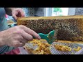 Beekeeping in our backyard for honey and profit on Vancouver Island. Harvesting Honey