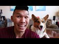 Want a Corgi Puppy? Things to Know! || Extra After College