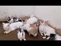 Funniest Animals 😄 New Funny Cats and Dogs Videos 2024 😹🐶 #315