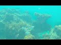 Snorkeling Close to Bloody Bay, Negril, Jamaica