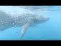 Lila - Whale Shark