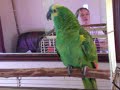 Harry the Talking Parrot