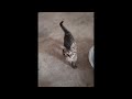 😂 Funniest Cats and Dogs Videos 😺🐶 || 🥰😹 Hilarious Animal Compilation №397