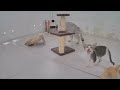 🐕🐱 Funniest Dogs and Cats 🤣😂 Funny And Cute Animal Videos 2024 # 0