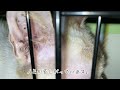 [沖縄保護猫]#2 ぼろぼろガリガリの猫さん大暴れ。臭すぎるので洗ってしまいました。虐待とか言わないで😭