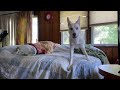 Yuka, the Blue-eyed Carolina Dog Showing the Bed Who’s the Boss!