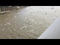 Slow Motion Seagulls Sound Horrific