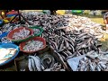 Amazing Cambodian Fish Market Activities. Wet Market Sells 9 Kilos Of Fish l Cambodian Fish Market