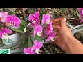 Revealing how to restore yellow orchid leaves! Roots grow quickly