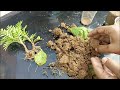 Growing Marigold flower in Plastic Cup || How to grow Marigold flower from cutting