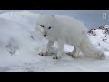 A Friendly Arctic Fox Greets Explorers | National Geographic
