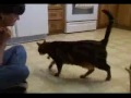 Smart Cat Doing Dog Tricks!