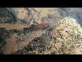 Mauritius  - New Shrimp species  and exclusive under water footage. Vol. 1