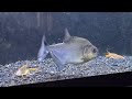 Determined Black Piranha Annihilates Feisty Crayfish