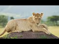 Majestic Animals of Africa