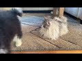 Cats React To Meeting Puppy For The First Time! What Must They Think!!