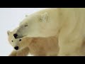 How a Polar Bear Learns About The Dangers of the Arctic | Our World