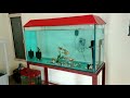 Aquarium upgrade from 3 feet to 4 feet without loosing any fish