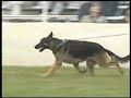 How to Evaluate the German Shepherd Dog in the Show Ring - Part 1 of 2