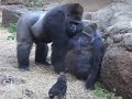 Momoko's  Weaning Experiment　Gorilla at Ueno Zoo　モモコの実験　上野動物園のゴリラ