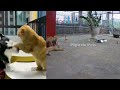 🐱😹 Try Not To Laugh Dogs And Cats 🤣🤣 Best Funny Animal Videos # 13