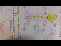 Nervous System Overview