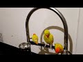 Yellow parrot video compilation