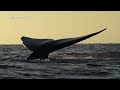 Best Blue Whale Drone Footage on YouTube!