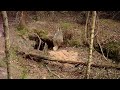 Narrow escape: Wolf vandalizes badger sett with badger cubs inside